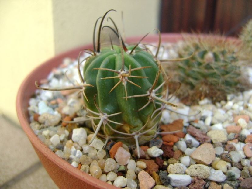 Lobivia ferox v. longispina - Cactusi 2019