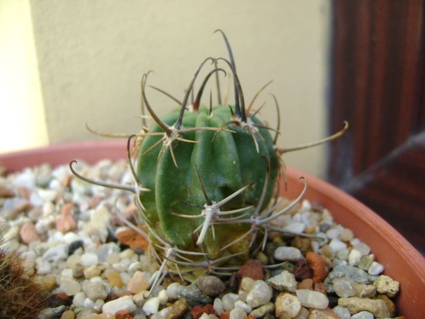 Lobivia ferox v. longispina - Cactusi 2019
