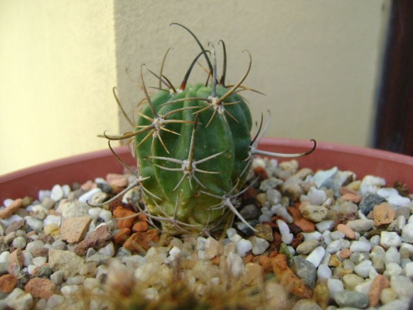 Lobivia ferox v. longispina - Cactusi 2019