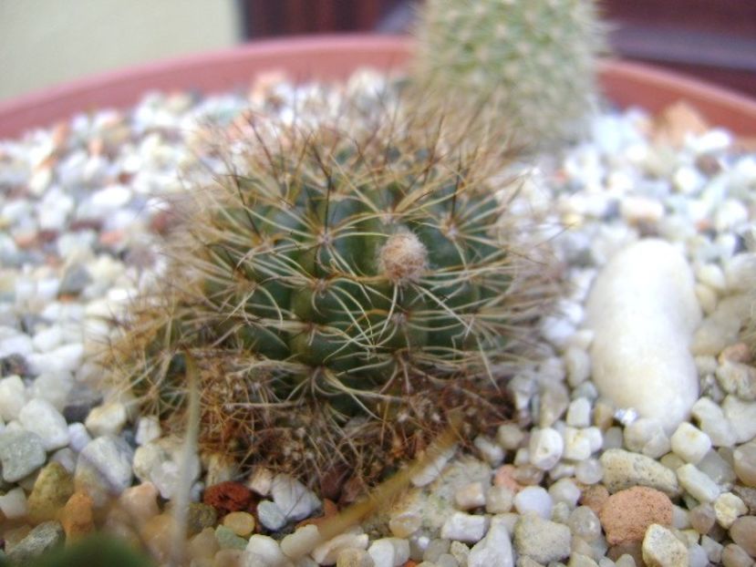 Lobivia arachnacantha v. densiseta, boboci - Cactusi 2019