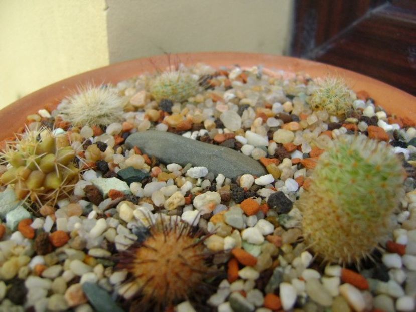 Grup de 7 Mammillaria - Cactusi 2019