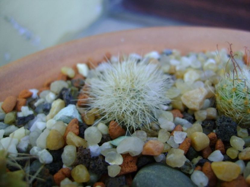 Mammillaria machuchae - Cactusi 2019