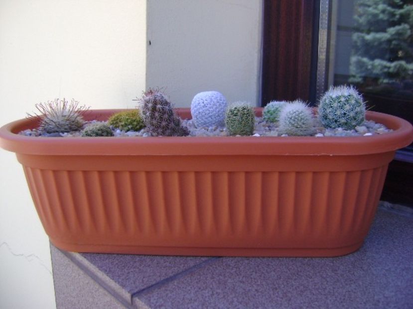 Grup de 9 Mammillaria - Cactusi 2019