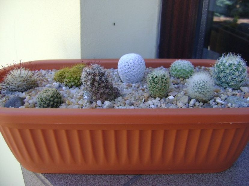 Grup de 9 Mammillaria - Cactusi 2019