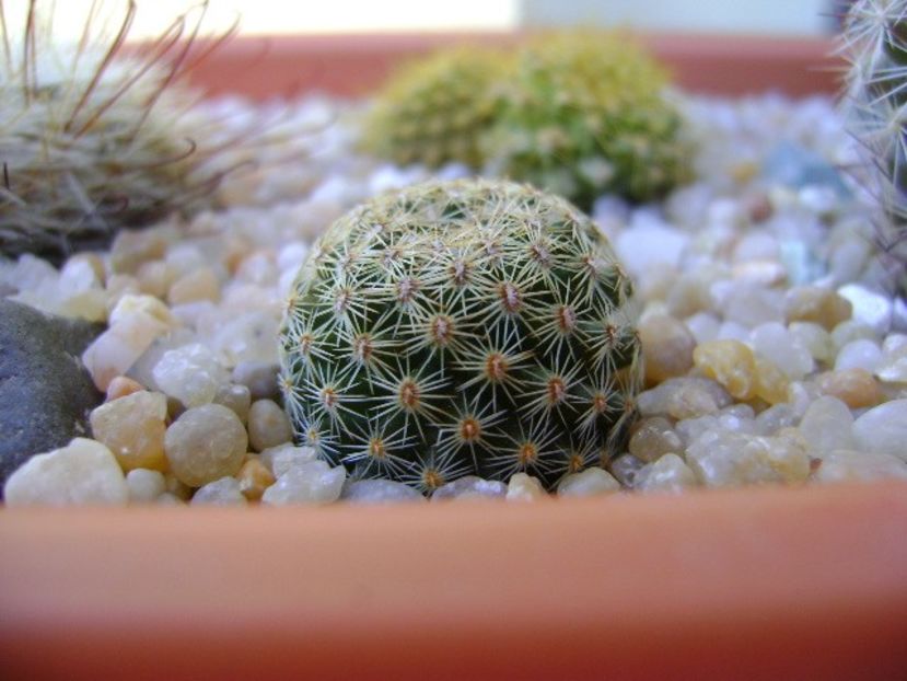 Mammillaria sp. - Cactusi 2019