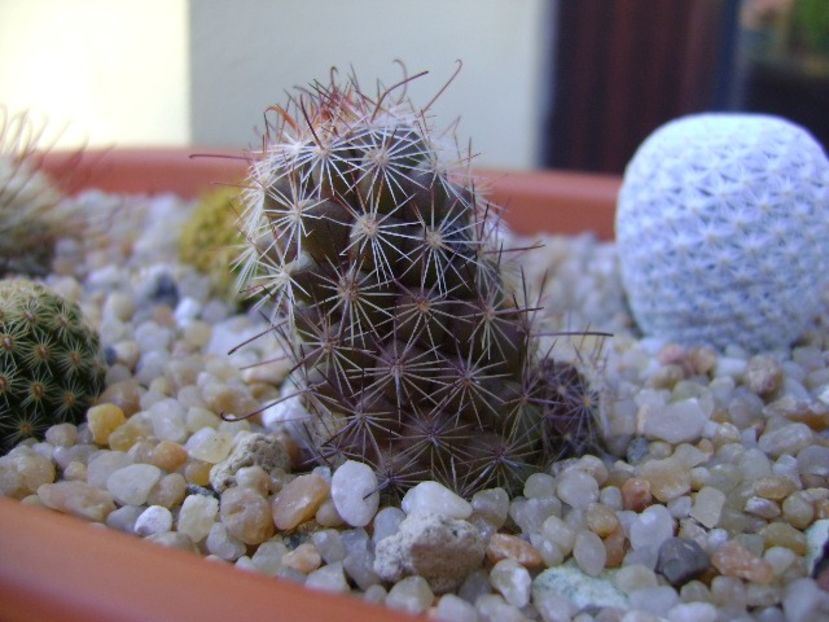 Mammillaria fraileana - Cactusi 2019