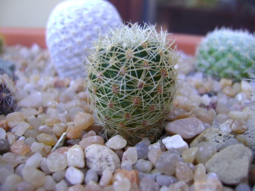 Mammillaria napina - Cactusi 2019