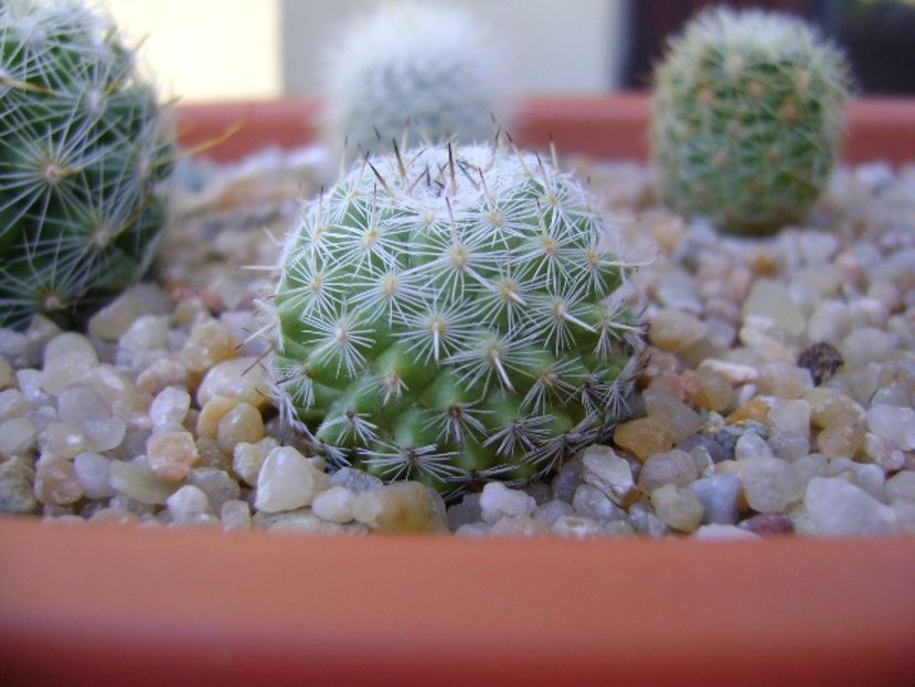 Mammillaria albata v. sanciro - Cactusi 2019