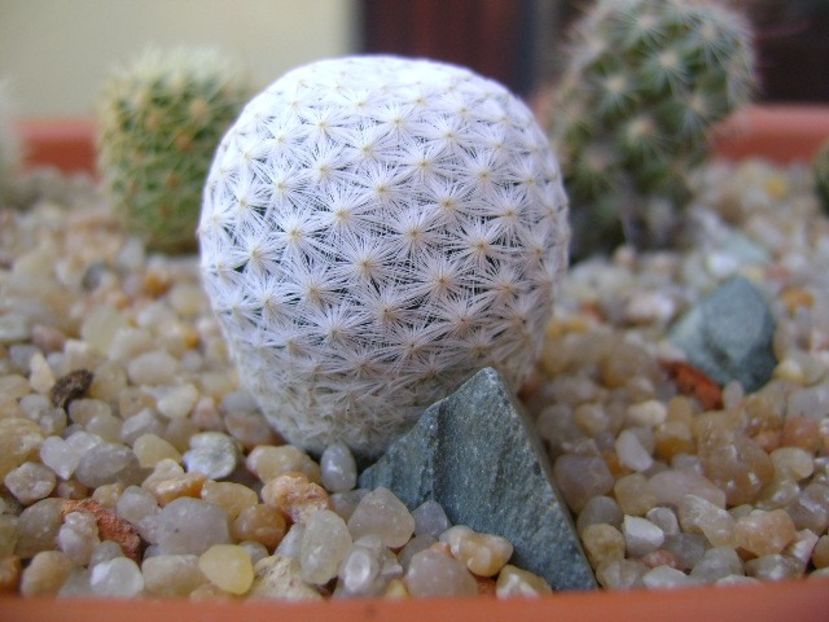 Mammillaria herrerae - Cactusi 2019