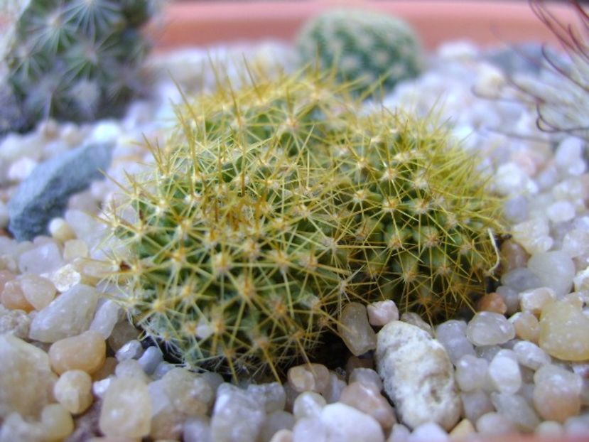 Mammillaria marksiana - Cactusi 2019
