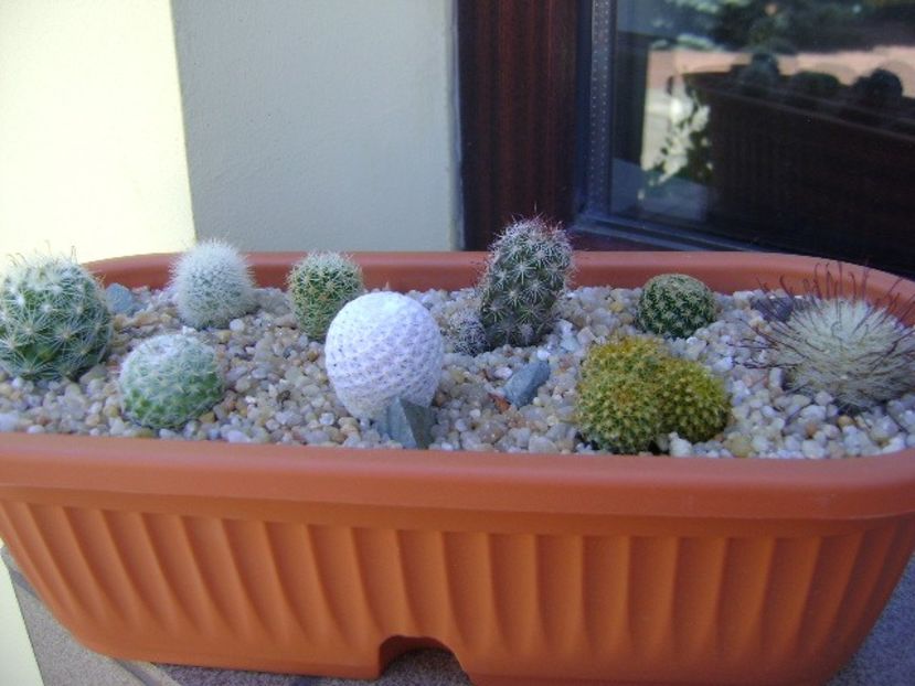 Grup de 9 Mammillaria - Cactusi 2019