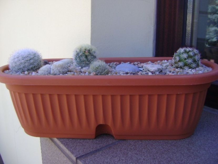 Grup de 6 Mammillaria - Cactusi 2019