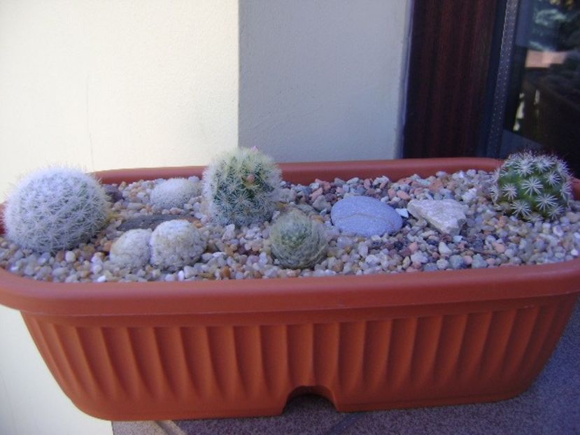 Grup de 6 Mammillaria - Cactusi 2019