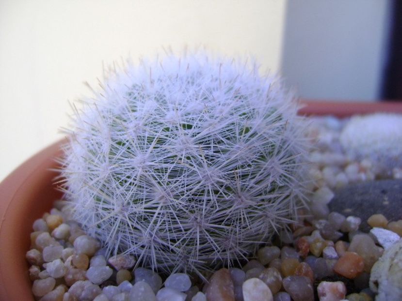 Mammillaria candida - Cactusi 2019