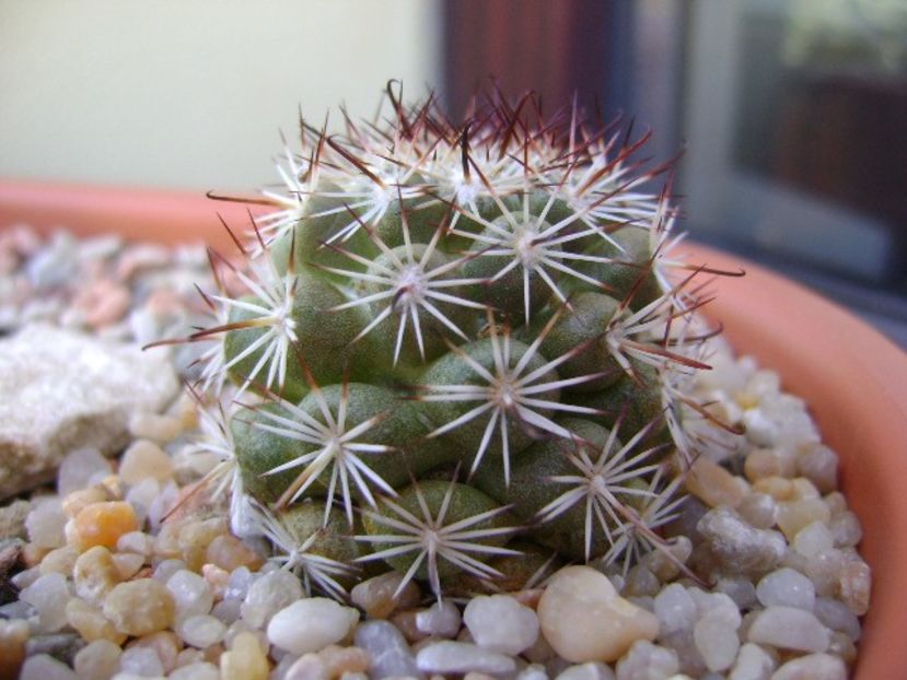 Mammillaria (Bartschella) schumannii v. globosa - Cactusi 2019
