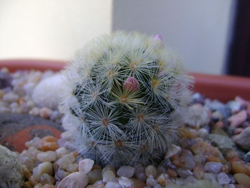 Mammillaria laui v. flavispina - Cactusi 2019