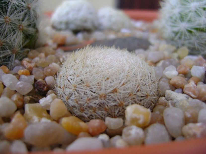 Mammillaria lasiacantha - Cactusi 2019