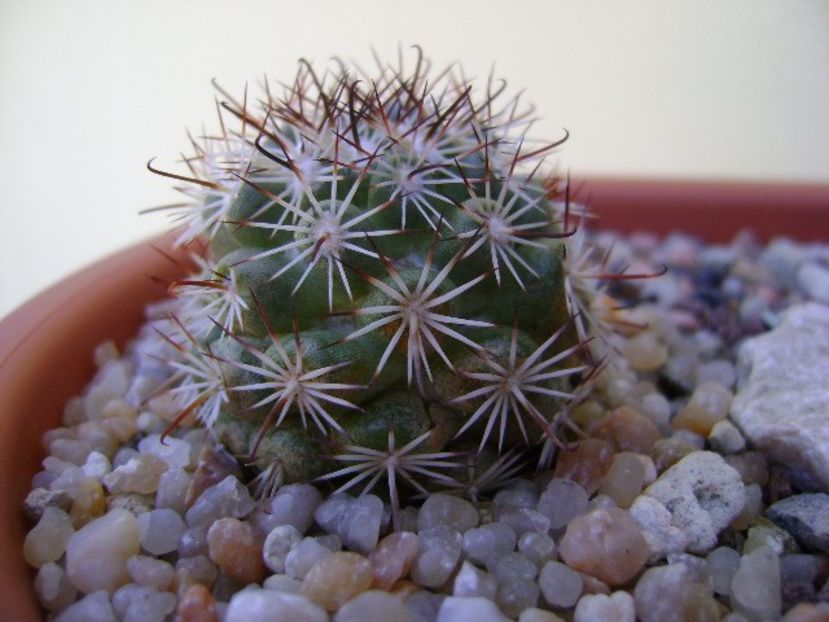 Mammillaria (Bartschella) schumannii v. globosa - Cactusi 2019