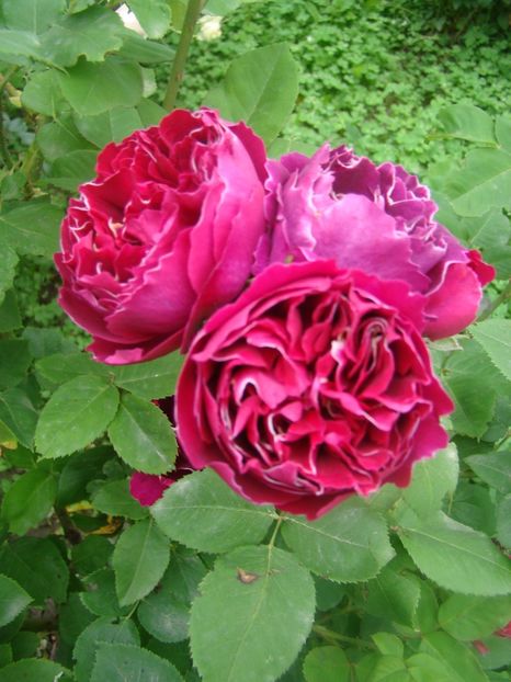  - Baron Girod de l ain