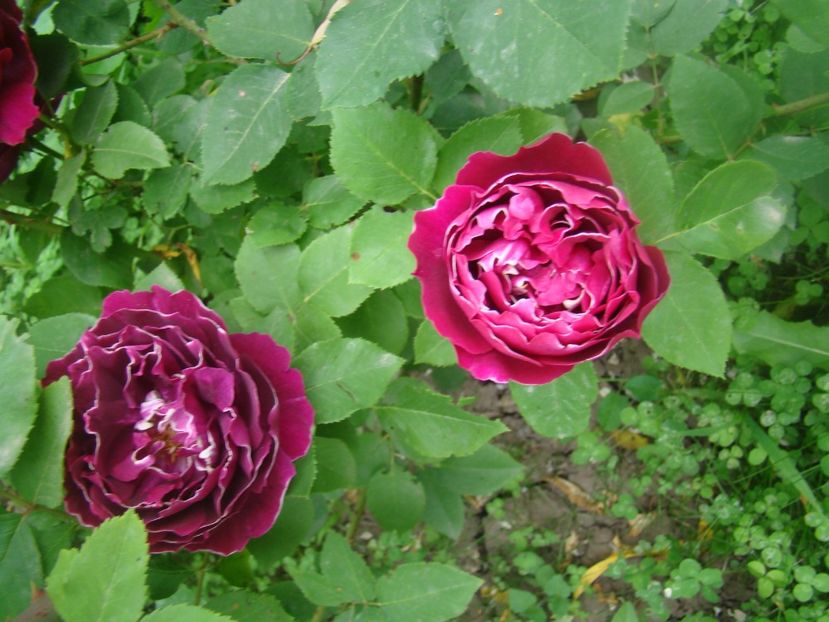  - Baron Girod de l ain