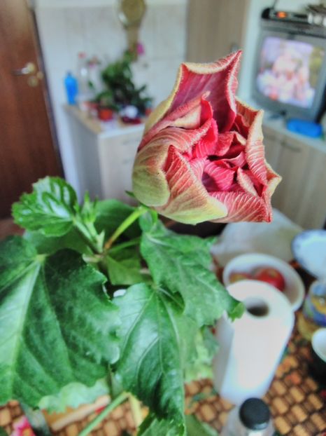  - Hibiscus Thunderhead