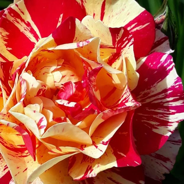  - Rose 2019