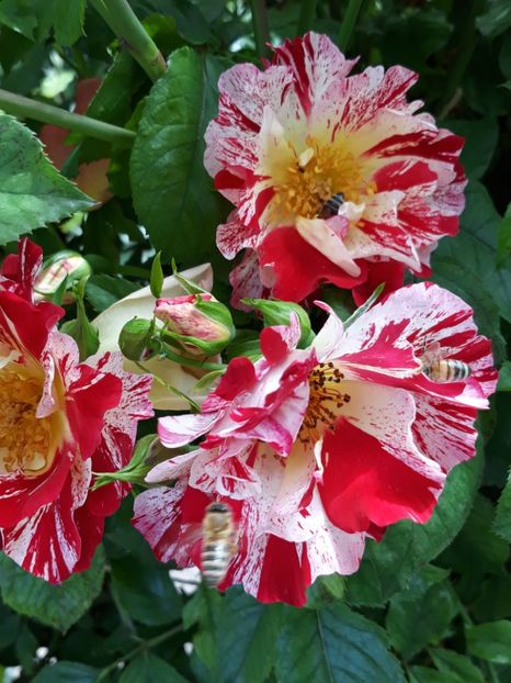  - Rose 2019