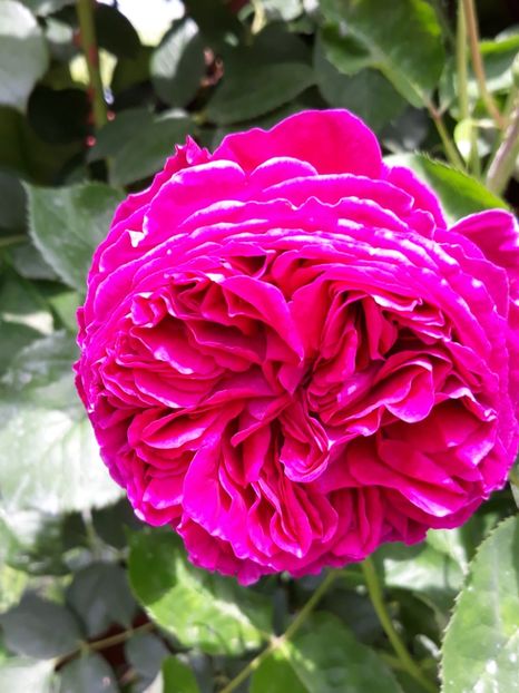  - Rose 2019