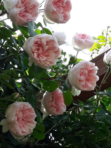  - Rose 2019