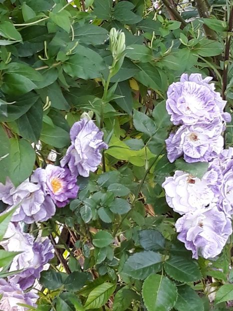  - Rose 2019