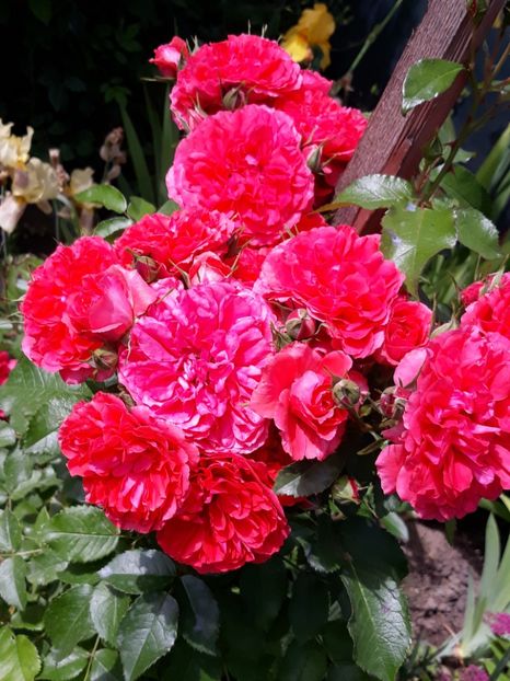  - Rose 2019