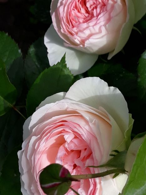  - Rose 2019