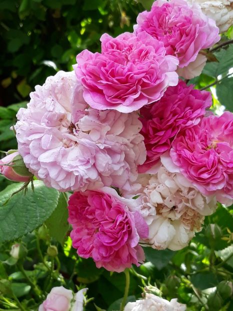  - Rose 2019