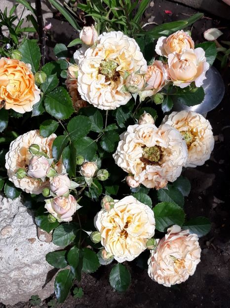  - Rose 2019