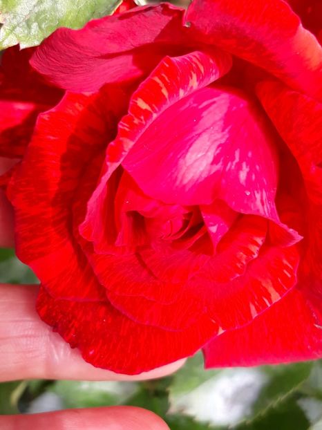  - Rose 2019