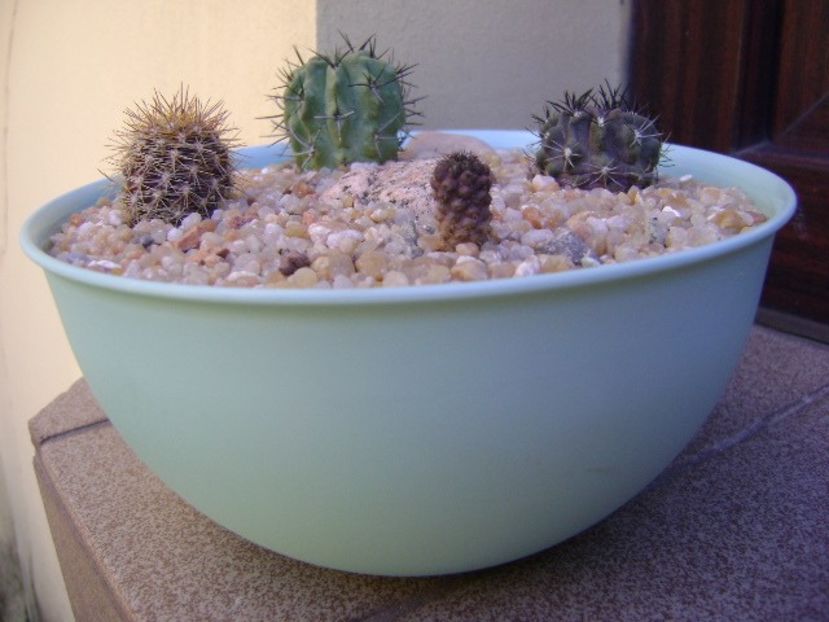 Grup de 4 Eriosyce (Neoporteria) - Cactusi 2019