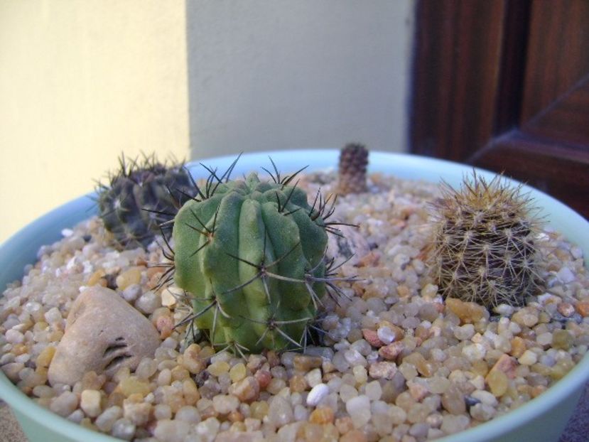 Grup de 4 Eriosyce (Neoporteria) - Cactusi 2019