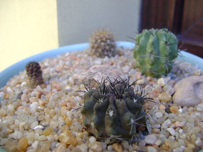 Grup de 4 Eriosyce (Neoporteria) - Cactusi 2019