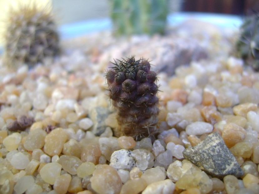 Eriosyce heinrichiana (Neoporteria dimorpha) - Cactusi 2019