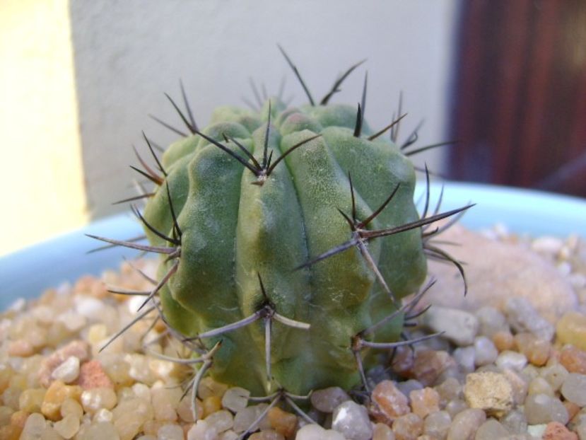 Eriosyce (Neoporteria) taltalensis ssp. paucicostata - Cactusi 2019
