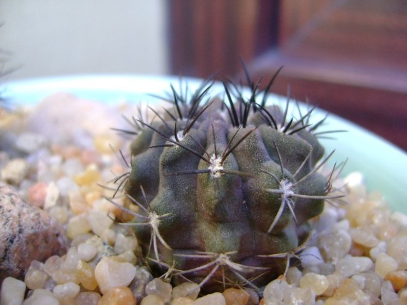 Eriosyce (Neoporteria) crispa v. huascensis - Cactusi 2019