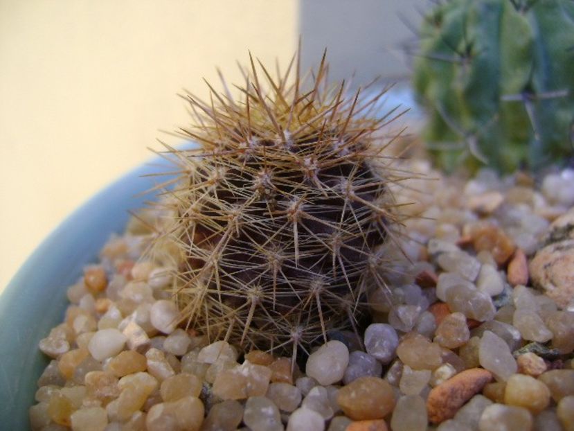 Eriosyce (Neoporteria) subgibbosa - Cactusi 2019