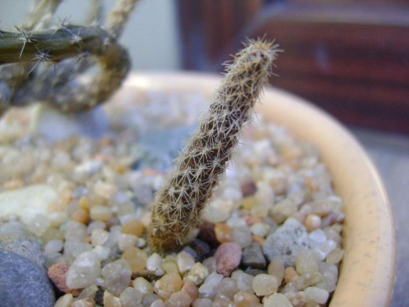Pterocactus valentinii - Cactusi 2019