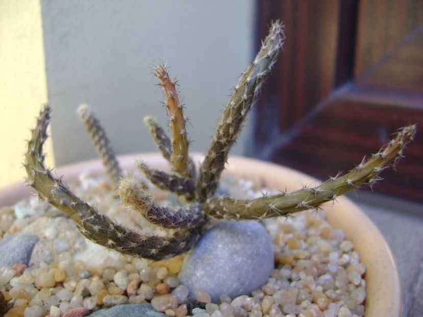 Pterocactus kuntzei - Cactusi 2019