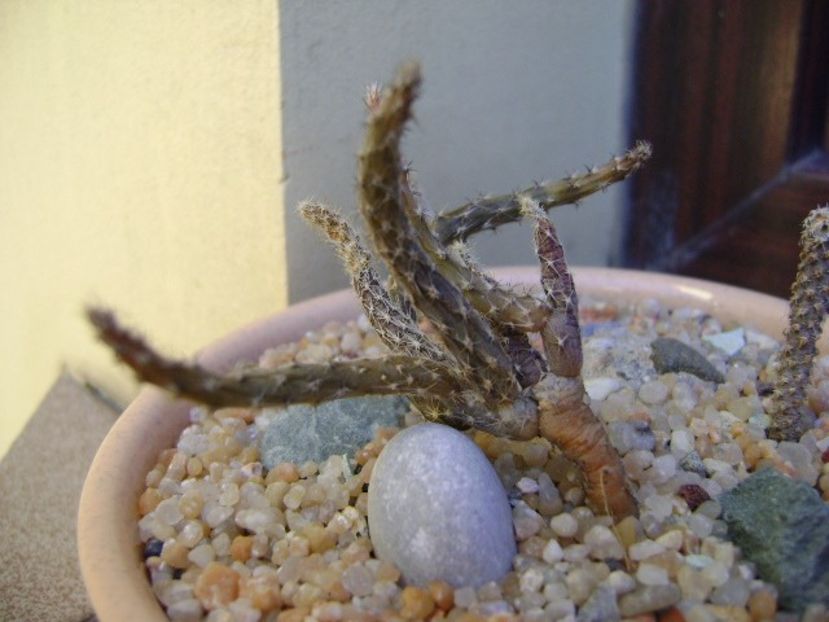 Pterocactus kuntzei - Cactusi 2019
