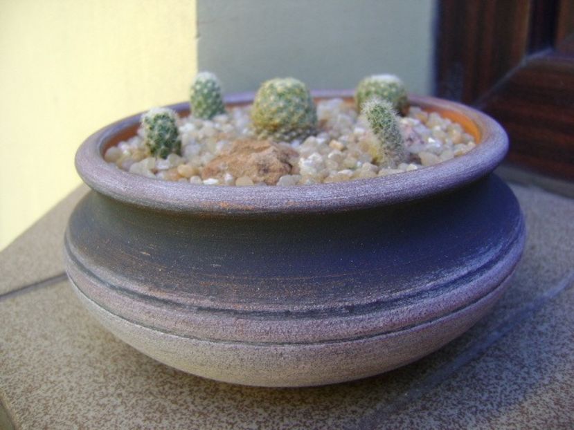 Grup de 5 Pediocactus - Cactusi 2019
