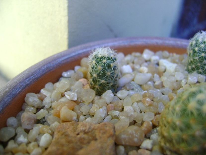 Pediocactus simpsonii, HK 1101, Garfield County, Utah - Cactusi 2019