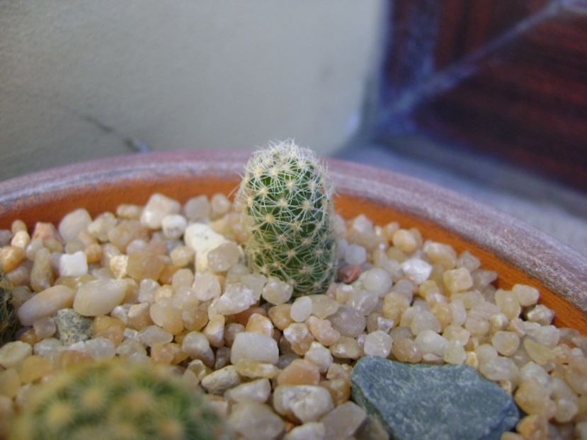 Pediocactus simpsonii, RP3 - Cactusi 2019