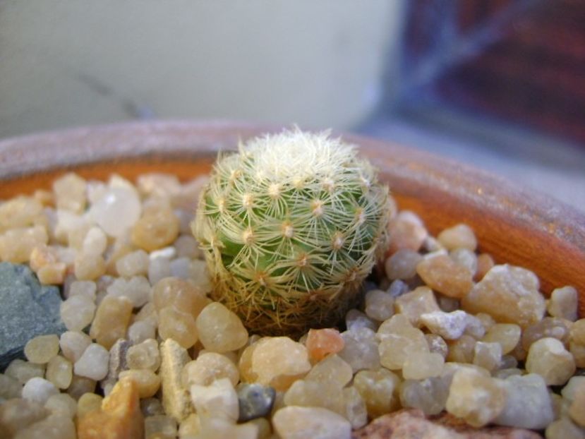 Pediocactus simpsonii v. minor, Boulder County, Colorado - Cactusi 2019