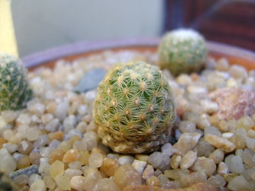 Pediocactus knowltonii - Cactusi 2019